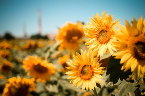 sunflowers-field