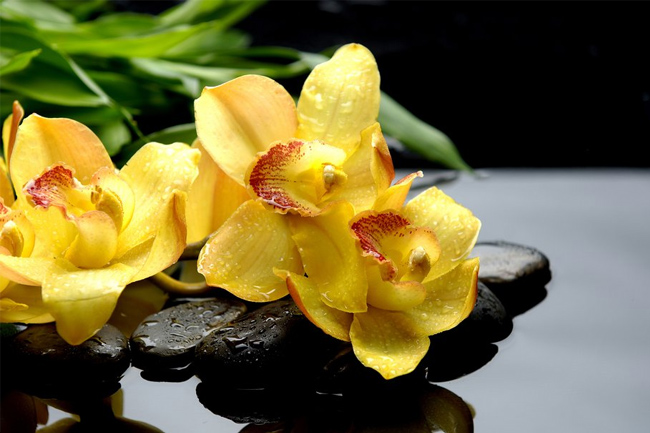 Orchids-reflection-wallpaper
