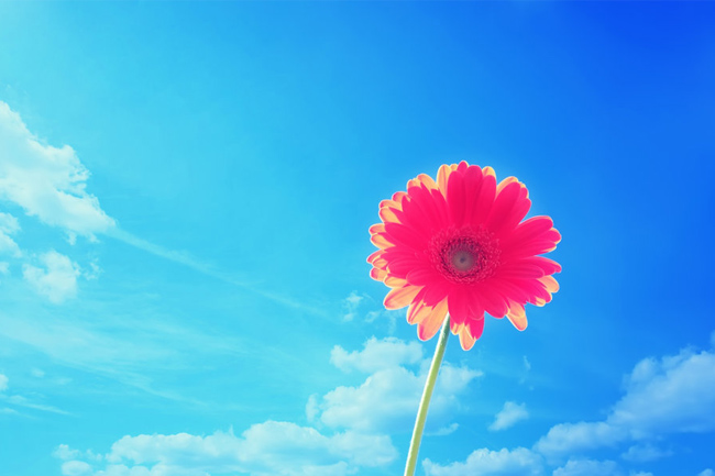 Pink-Gerbera-Flower-wallpaper