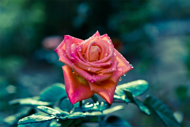 Rose-petals-wallpaper