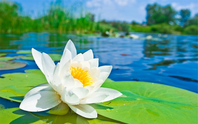 White-Lily-On-The-Water-wallpaper