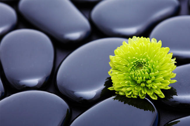 stones-flower-chrysanthemum-harmony