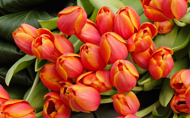 tulip-flowers-arrangement-wallpaper
