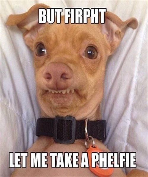 Unique Photos of Cute Dogs with Funny Captions