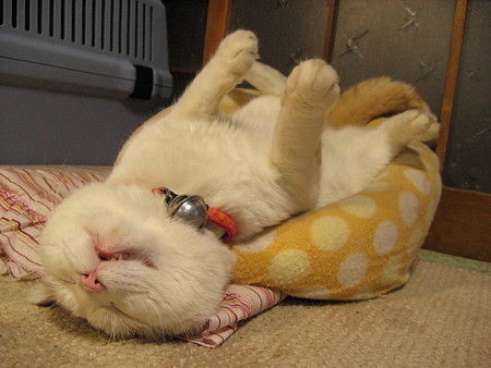 Shironeko – the most famous sleepy cat in the world