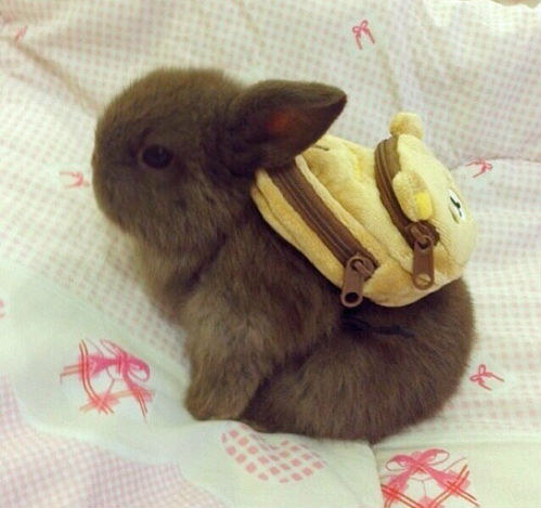 BUNNY WITH A BACKPACK