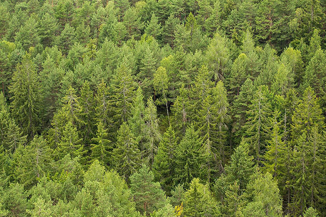 green green forest trees