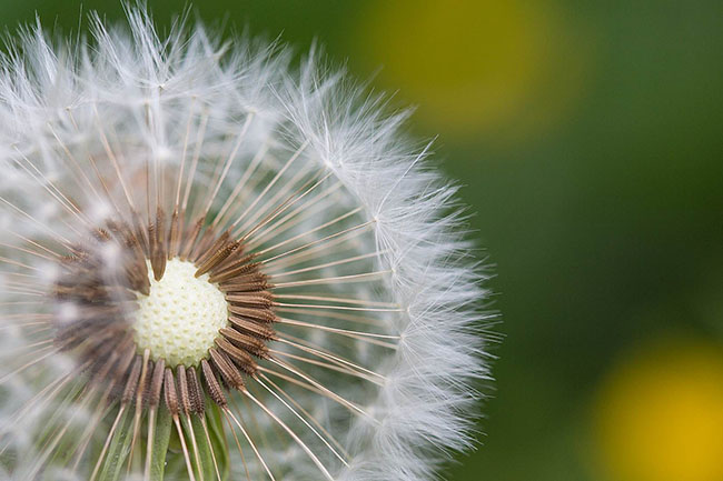 half-naked flower blowball