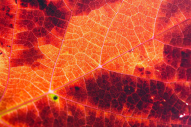 red autumn leaf structure background