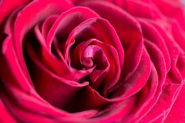 wonderful rose flower close up