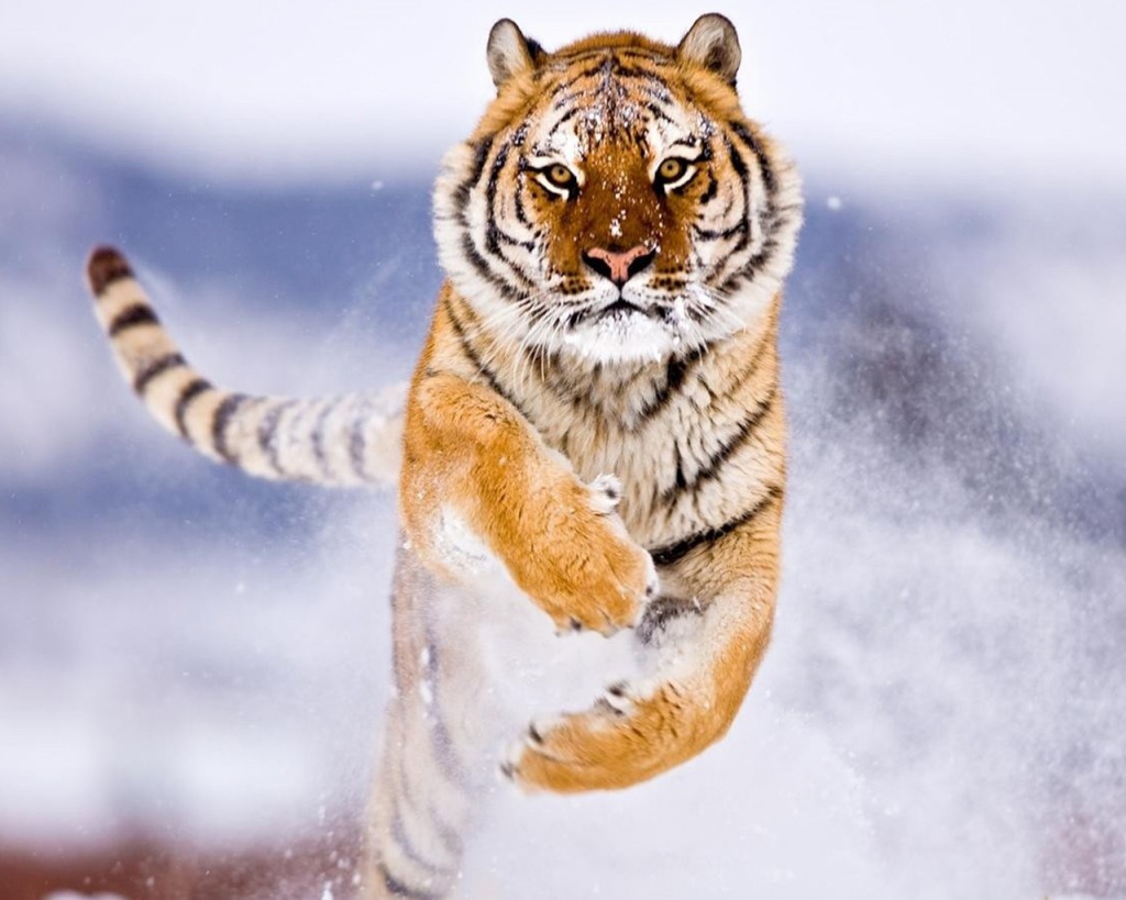 30+ Free Beautiful Tiger HD Wallpapers - DesignMaz