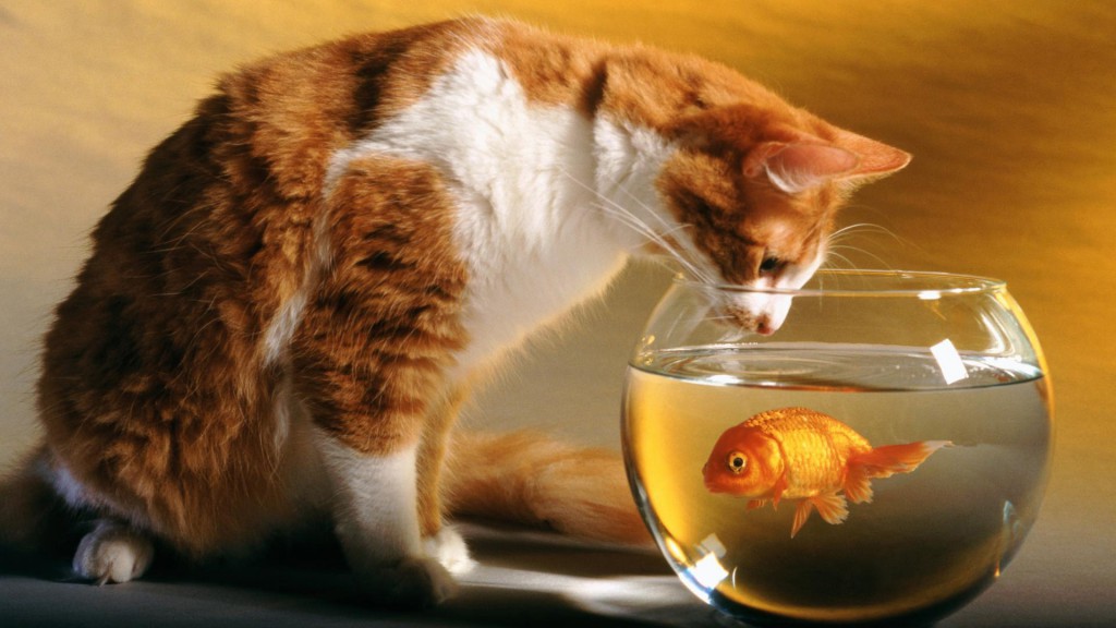 Cat And Fish Wallpaper