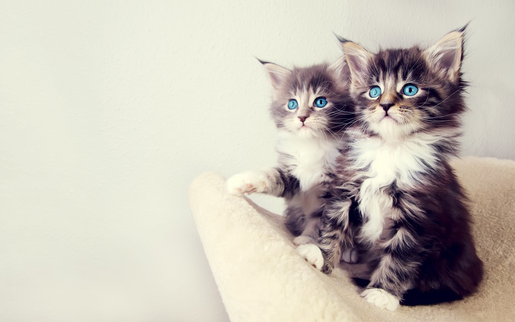 hd wallpapers of cute cats