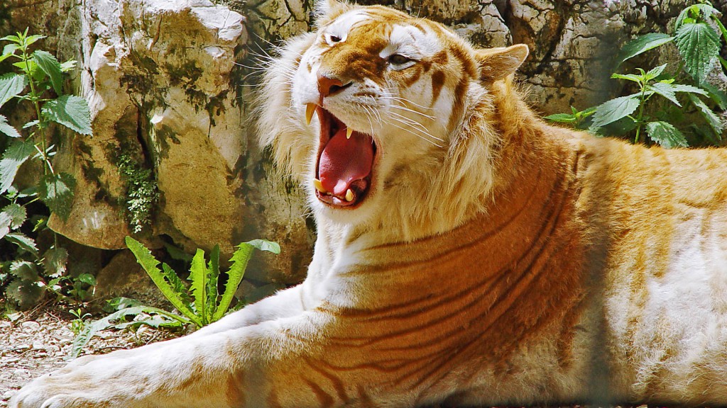 Golden Tiger HDTV 1080p Wallpaper