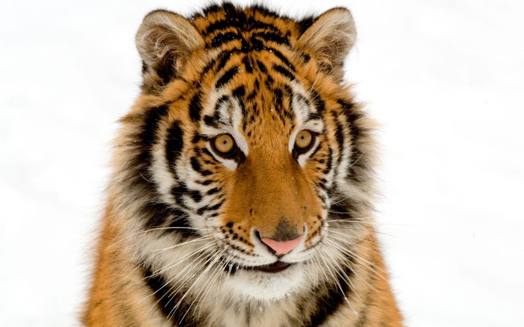 Portrait Of A Tiger Wallpaper