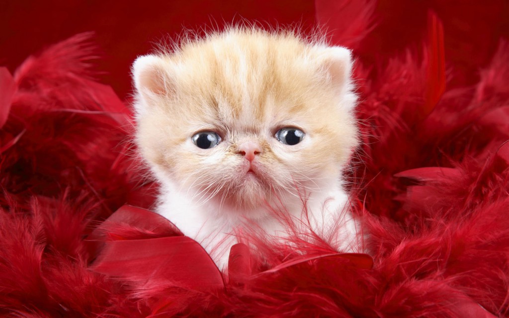 20+ Free Cute Cat HD Wallpapers - DesignMaz
