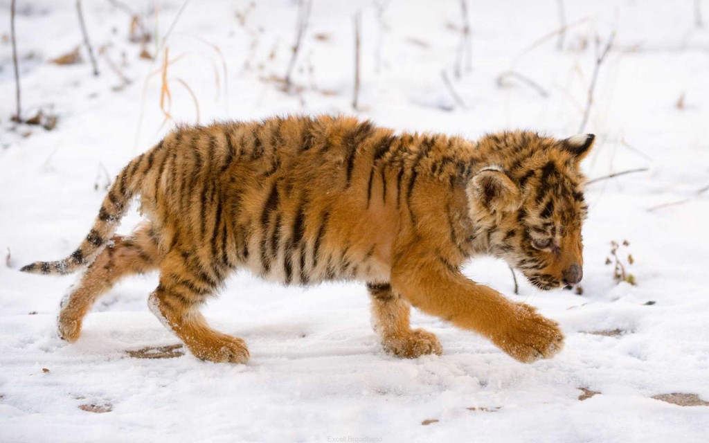 Snow Tiger Cub Wallpaper