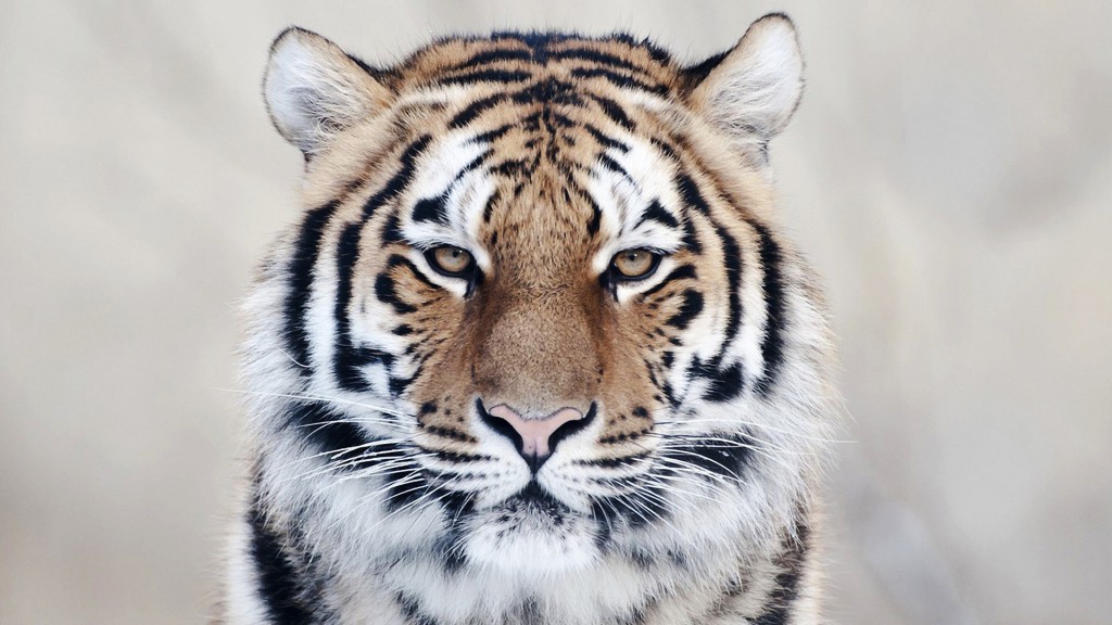 Siberian Tiger Portrait Stock Photo - Download Image Now - Tiger