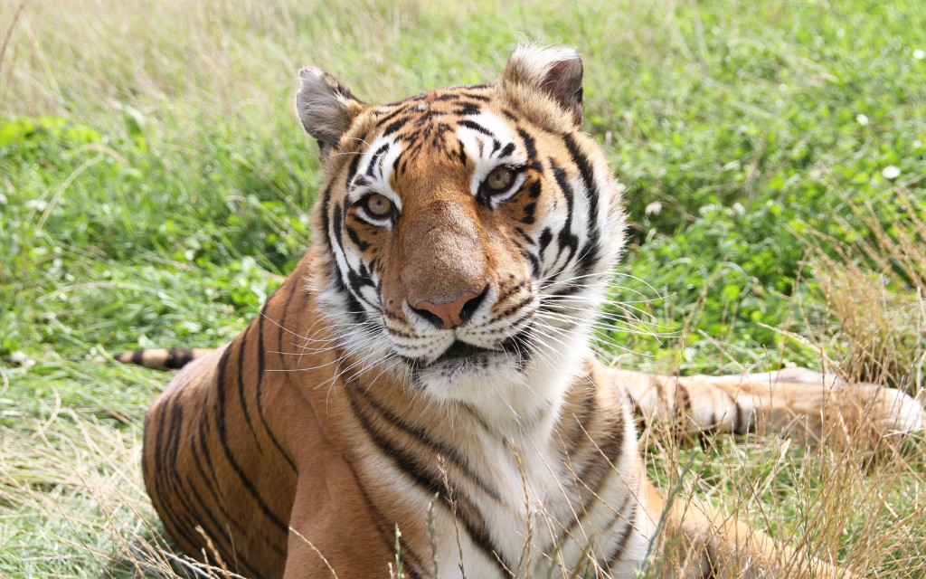 Tiger In Fields Wallpaper