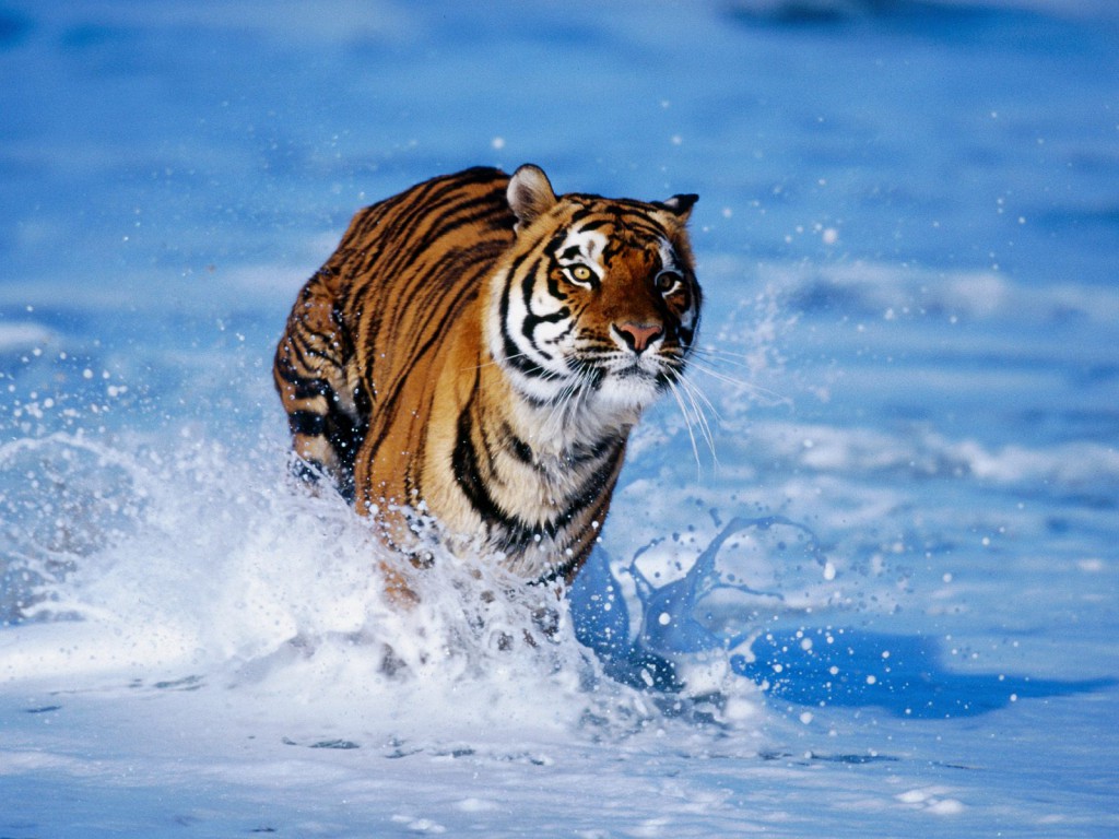 Tiger In Water Wallpaper