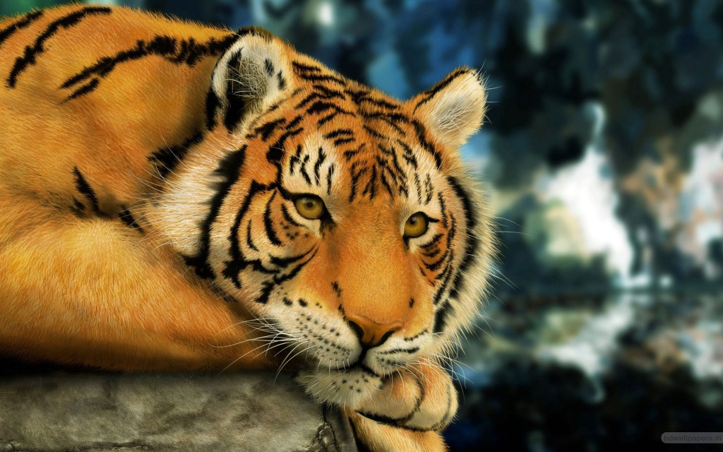 Tiger Wallpaper & Wall Murals | Wallsauce UK