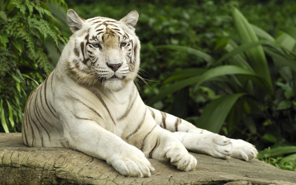 angry white tiger wallpaper hd 1080p