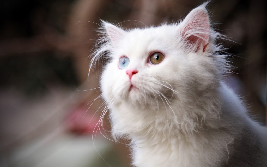 White Cat Wallpaper