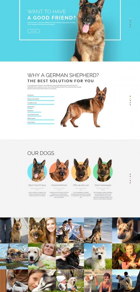 6 Best Dog Responsive Website Bootstrap Themes - DesignMaz